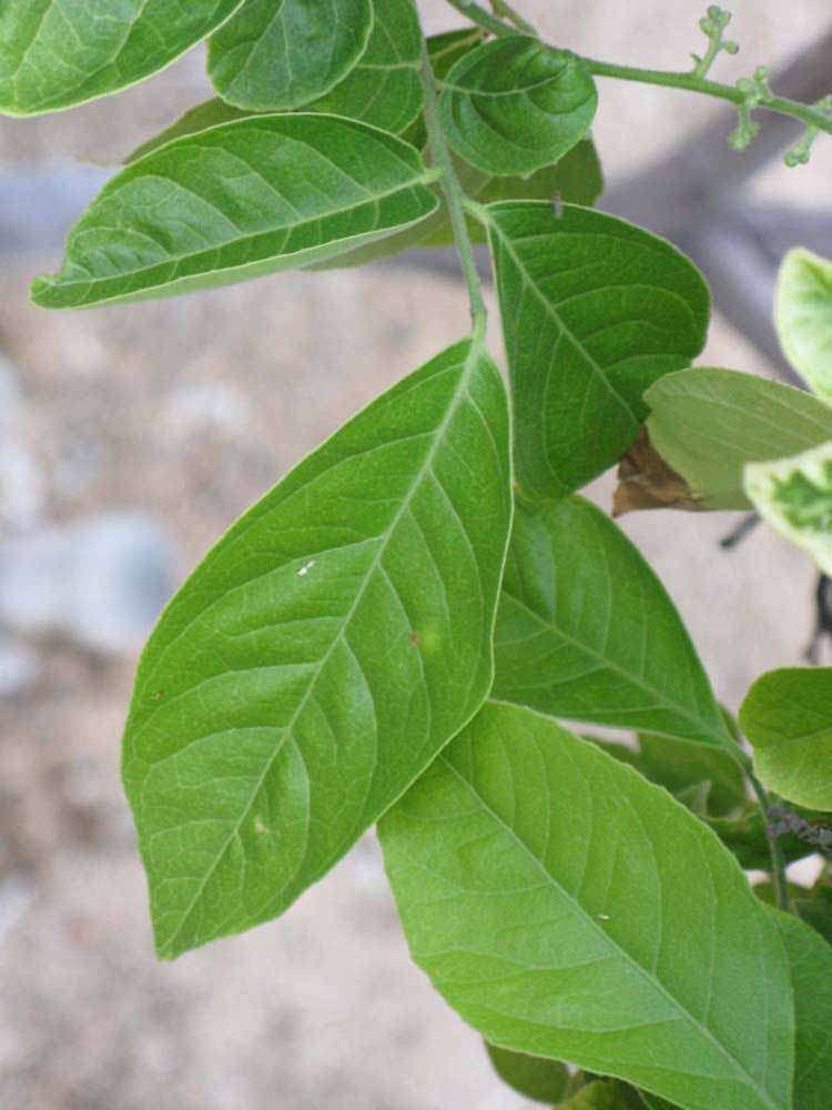              Shade leaves (Riverside, CA)       